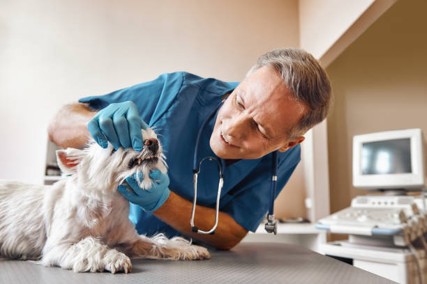 Best Emergency Denture Repair in Longmont, CO
